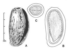  Fruit:   Carthamus oxyacantha , A, Achene; B, longitudinal section of achene showing embryo in situ; C, transection of achene; Illustration by L.E. Chandler
